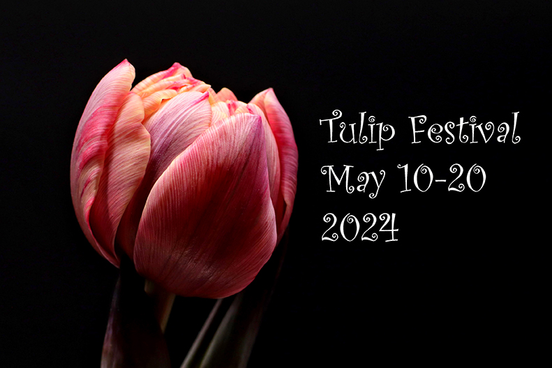 Ottawa Tulip Festival May 10-20 2024