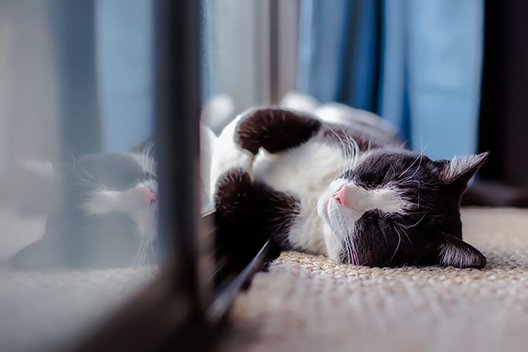 sleepy cat sunning in a window of a net zero home