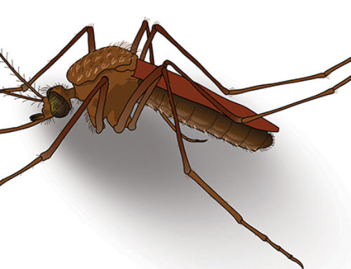Mosquitoes time again: Buzz… Whine… Attack!