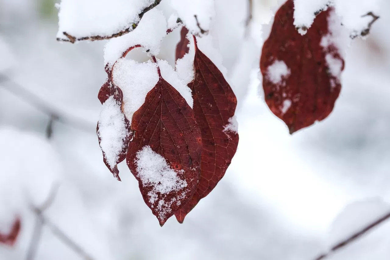 Fall leaves in snow